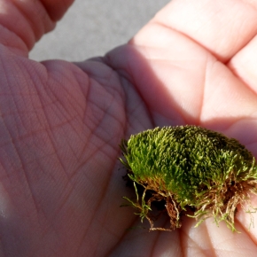 gathering moss… a stone stops